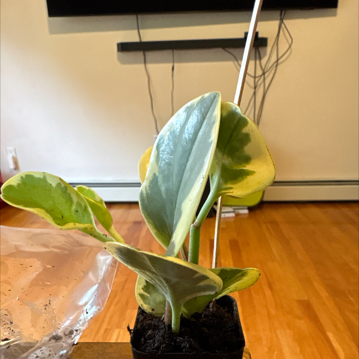 Photo of the plant species Variegated Baby Rubber Plant by @PrizeMullein25 named Rainier on Greg, the plant care app