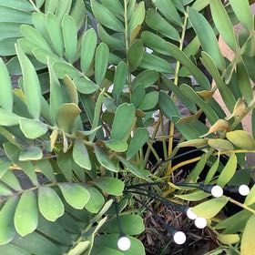 Photo of the plant species Cardboard Palm by @PoetSugarpine28 named Rainier on Greg, the plant care app