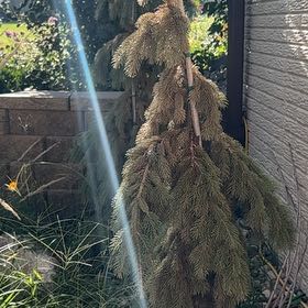 Photo of the plant species Norway Spruce by @TidyRosemoss named Pax on Greg, the plant care app