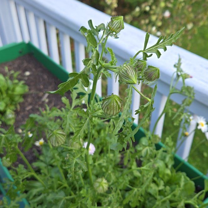 Photo of the plant species Modesty by @KeyToropapa20 named Lola on Greg, the plant care app