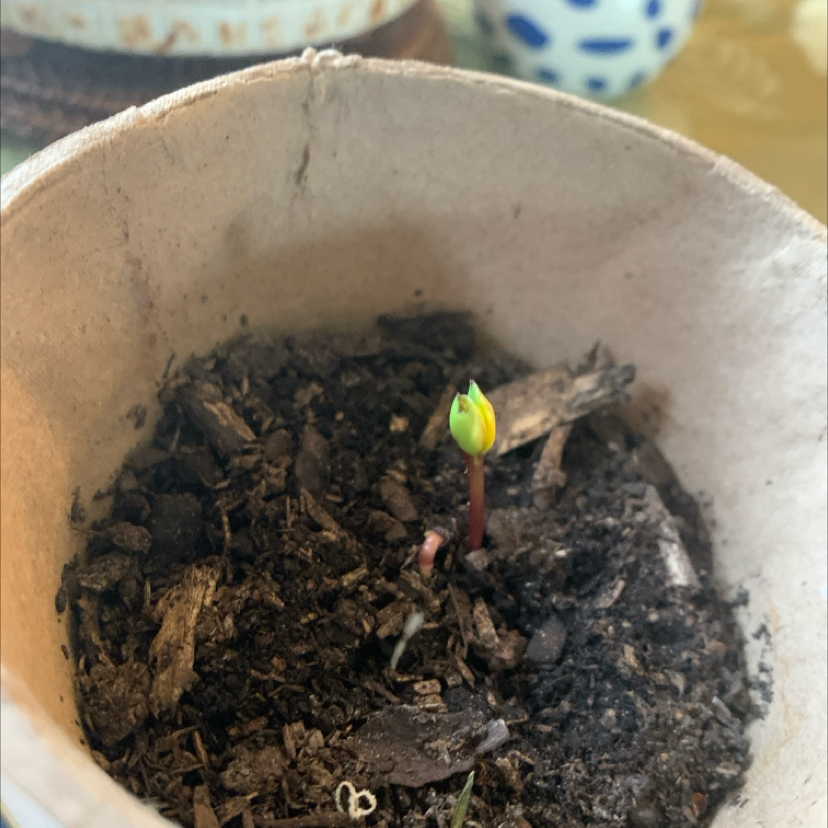 Photo of the plant species Lemon Queen Sunflower by @AngusThePlanty named Small Jim on Greg, the plant care app