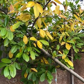 Photo of the plant species Cherry Laurel by @AbsoluteApple named Mochi on Greg, the plant care app