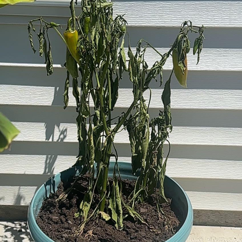 Photo of the plant species Banana Pepper by @GoodCosmo79 named Dolores on Greg, the plant care app
