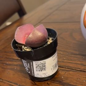 Photo of the plant species Royal Flush Split Rock by @SugarDisphyma21 named Splity on Greg, the plant care app