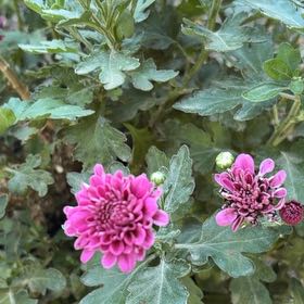 Photo of the plant species Celestial White Garden Mum by @BuffLacealoe51 named Athena on Greg, the plant care app