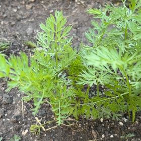 Photo of the plant species Wild Carrot by @BuffLacealoe51 named Morgan Treeman on Greg, the plant care app
