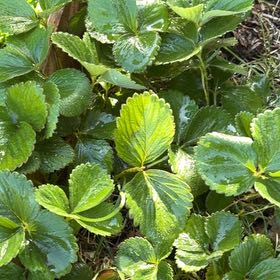Photo of the plant species Beach Strawberry by @BuffLacealoe51 named Harmony on Greg, the plant care app
