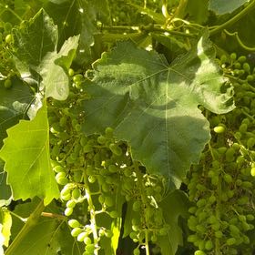 Photo of the plant species Wine Grape by @BuffLacealoe51 named Rainier on Greg, the plant care app