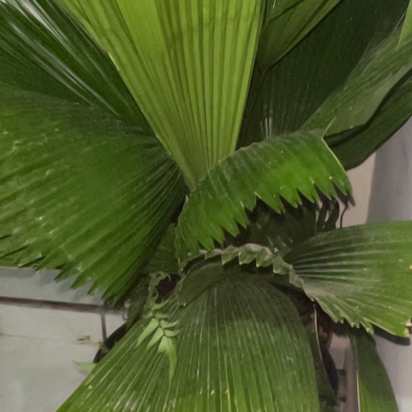 Photo of the plant species Chinese Fan Palm by @BestCordmoss13 named James Dean on Greg, the plant care app