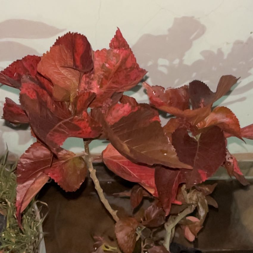 Photo of the plant species Copperleaf by @BestCordmoss13 named Diana on Greg, the plant care app