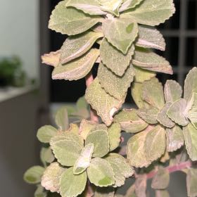 Photo of the plant species Plectranthus Neochilus by @BestCordmoss13 named Delilah on Greg, the plant care app