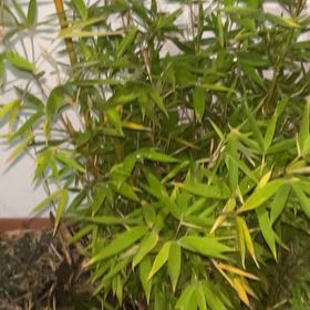 Photo of the plant species Common Bamboo by @BestCordmoss13 named Dax on Greg, the plant care app