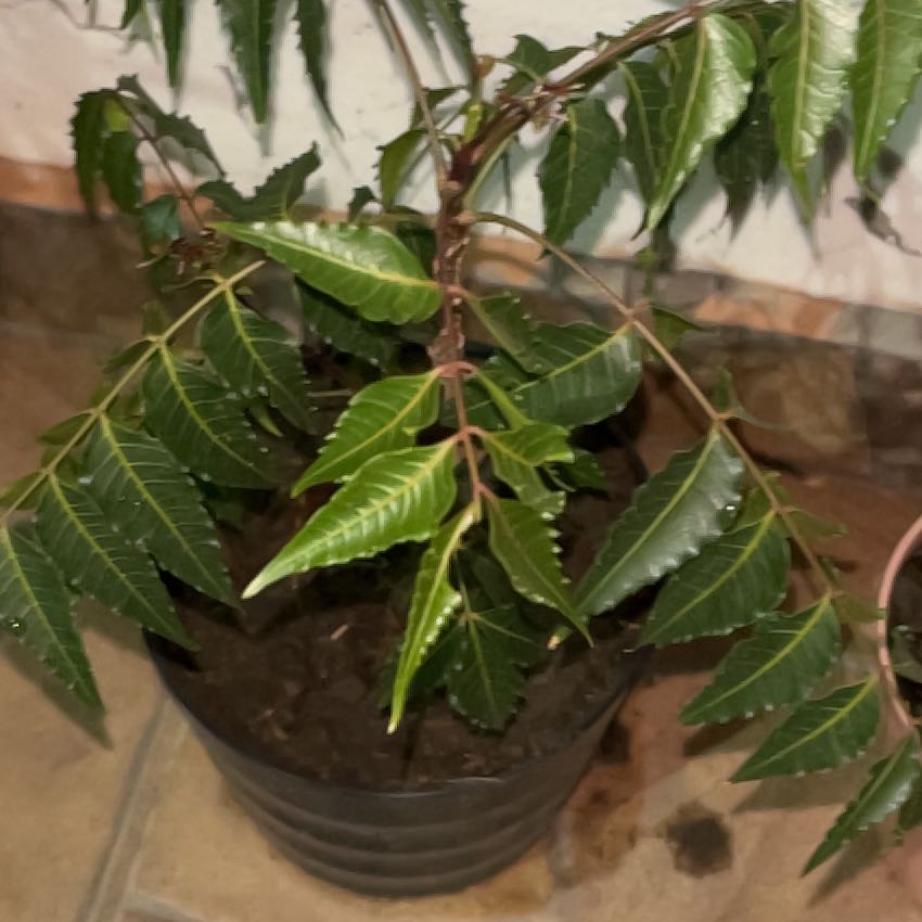 Photo of the plant species Neem by @BestCordmoss13 named Zion on Greg, the plant care app