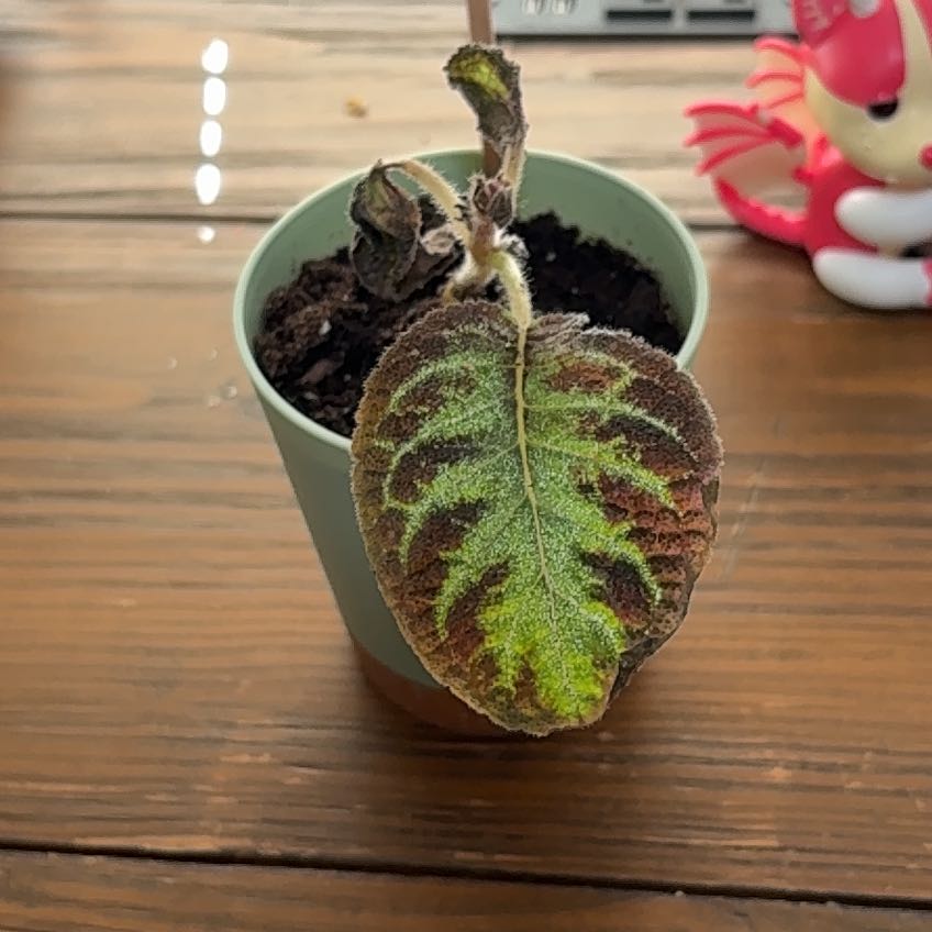 Photo of the plant species Episcia 'Pink Panther' by @AbleCowslip65 named Rihanna on Greg, the plant care app
