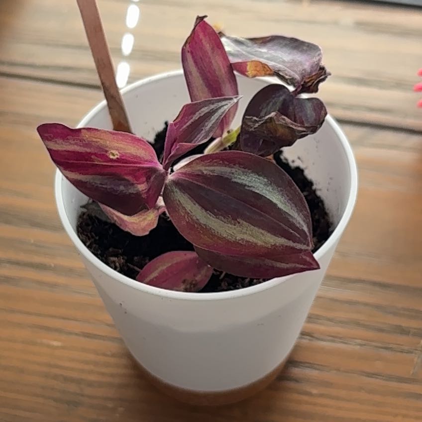 Photo of the plant species Wandering Dude 'Burgundy' by @AbleCowslip65 named Maya on Greg, the plant care app