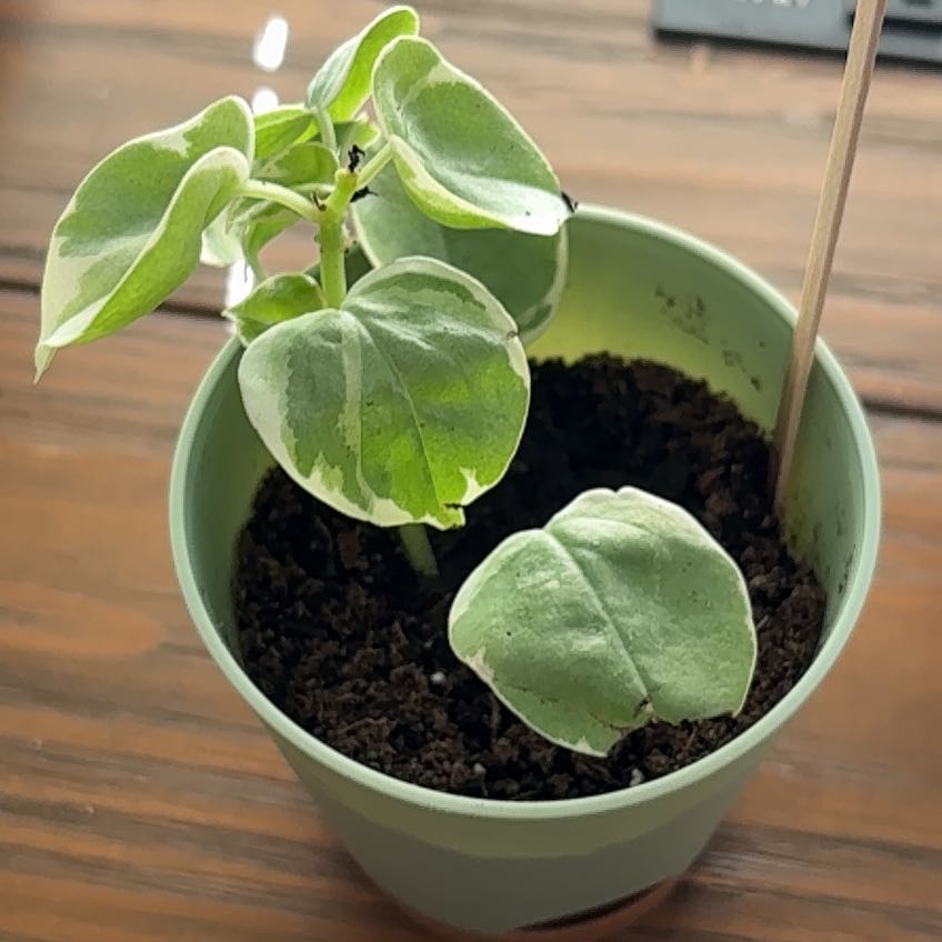 Photo of the plant species Variegated Peperomia Scandens by @AbleCowslip65 named Cleopatra on Greg, the plant care app