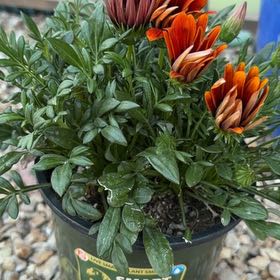 Photo of the plant species Treasureflower by @FunRemuremu60 named Tolkien on Greg, the plant care app