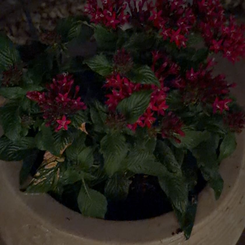 Photo of the plant species Egyptian Starcluster by @FunRemuremu60 named Sigmund on Greg, the plant care app