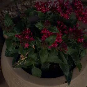 Photo of the plant species Egyptian Starcluster by @FunRemuremu60 named Robert Plant on Greg, the plant care app
