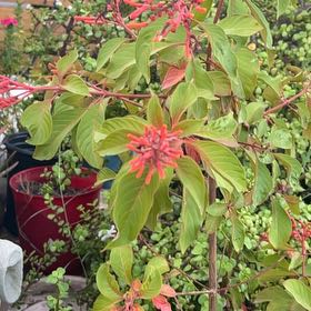 Photo of the plant species Scarlet Bush by @TrueBlueash29 named Fernie Saunders on Greg, the plant care app