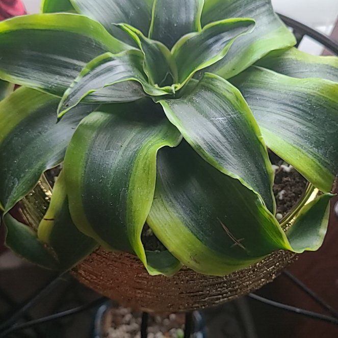 Photo of the plant species Tornado Plant by @DollCalamansi68 named Nado on Greg, the plant care app