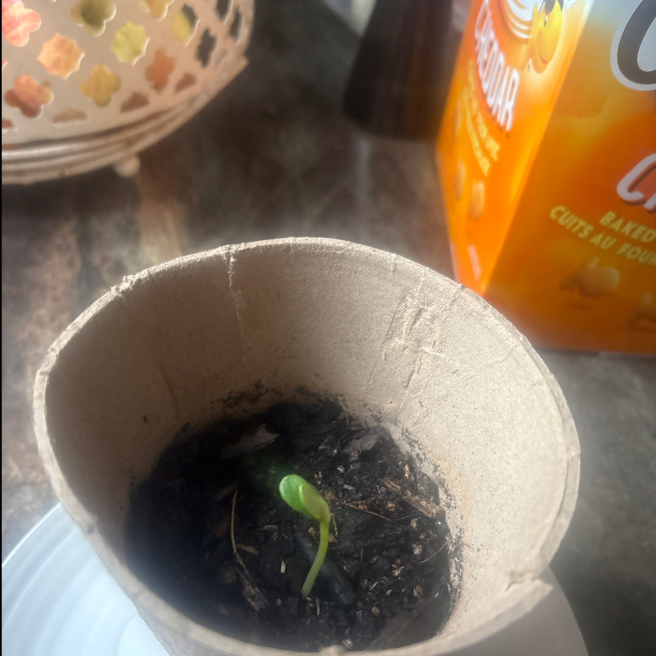 Photo of the plant species Lemon Queen Sunflower by @CrucialRuby37 named Remington on Greg, the plant care app