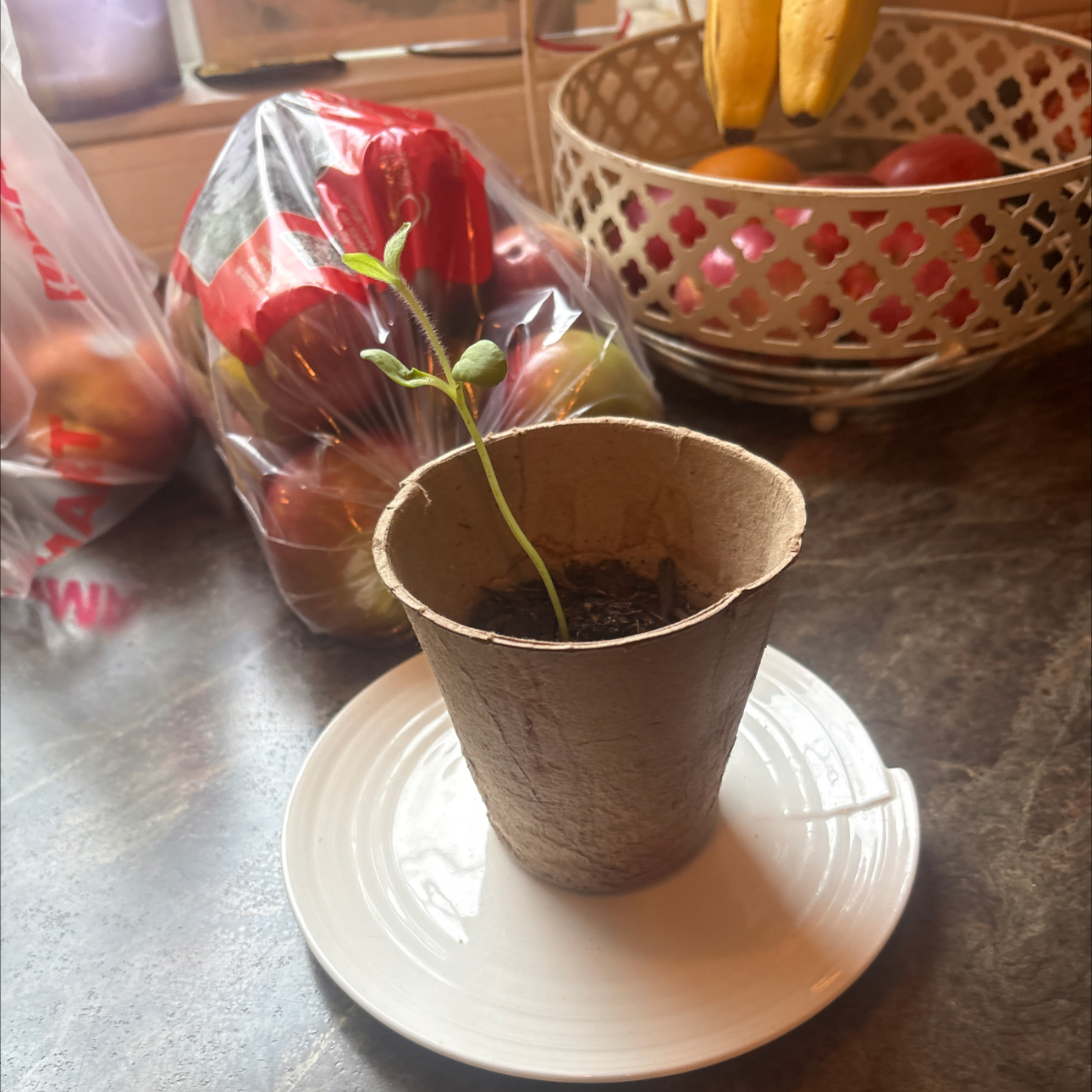 Photo of the plant species Lemon Queen Sunflower by @CrucialRuby37 named Remington on Greg, the plant care app