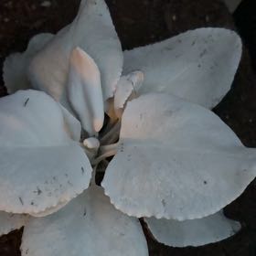 Photo of the plant species Angel Wings Senecio by @HotOyamelfir44 named Elle on Greg, the plant care app