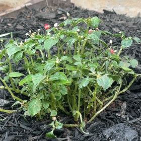 Photo of the plant species Buzzy Lizzy by @WizardTaro29 named Ulysses S Plant on Greg, the plant care app