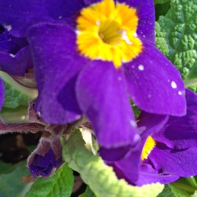 Photo of the plant species Primula by @IdolWhitlavia55 named Rihanna on Greg, the plant care app