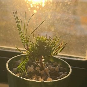 Photo of the plant species Limber Pine by @NewPoisonivy92 named Daphne on Greg, the plant care app