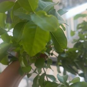 Photo of the plant species Surinam Cherry by @FinestPigsears named Maya on Greg, the plant care app