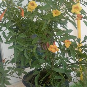 Photo of the plant species Yellow Bells by @FinestPigsears named Messi on Greg, the plant care app