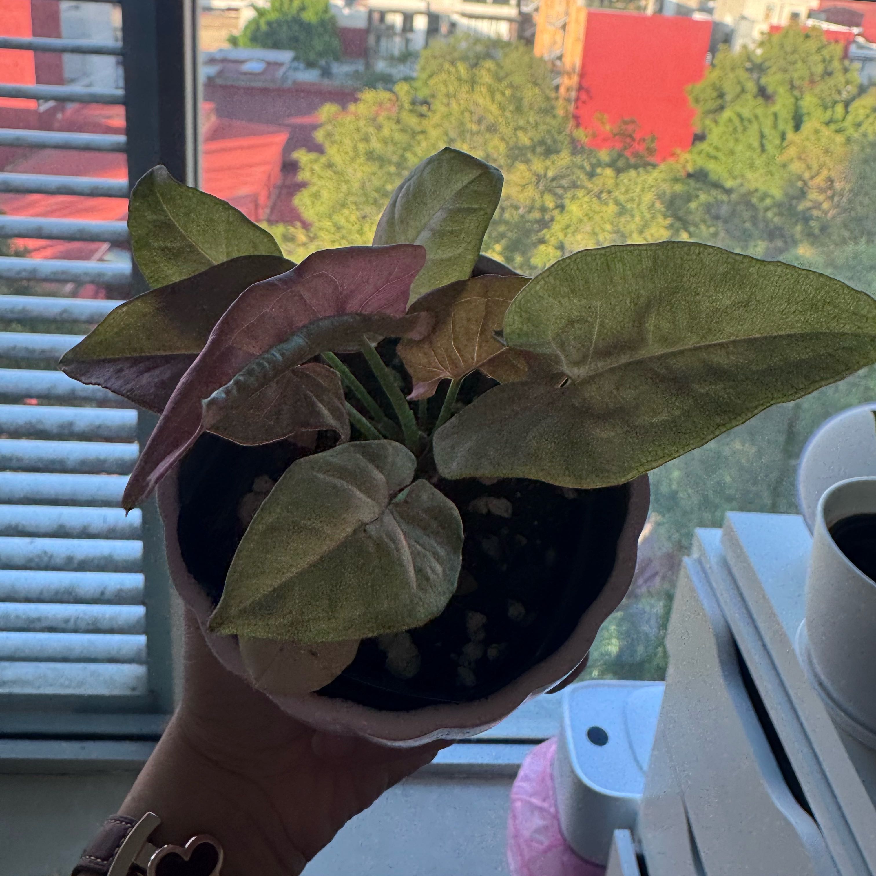 Photo of the plant species Pink Arrowhead Vine by @VipKowhai22 named Emerson on Greg, the plant care app