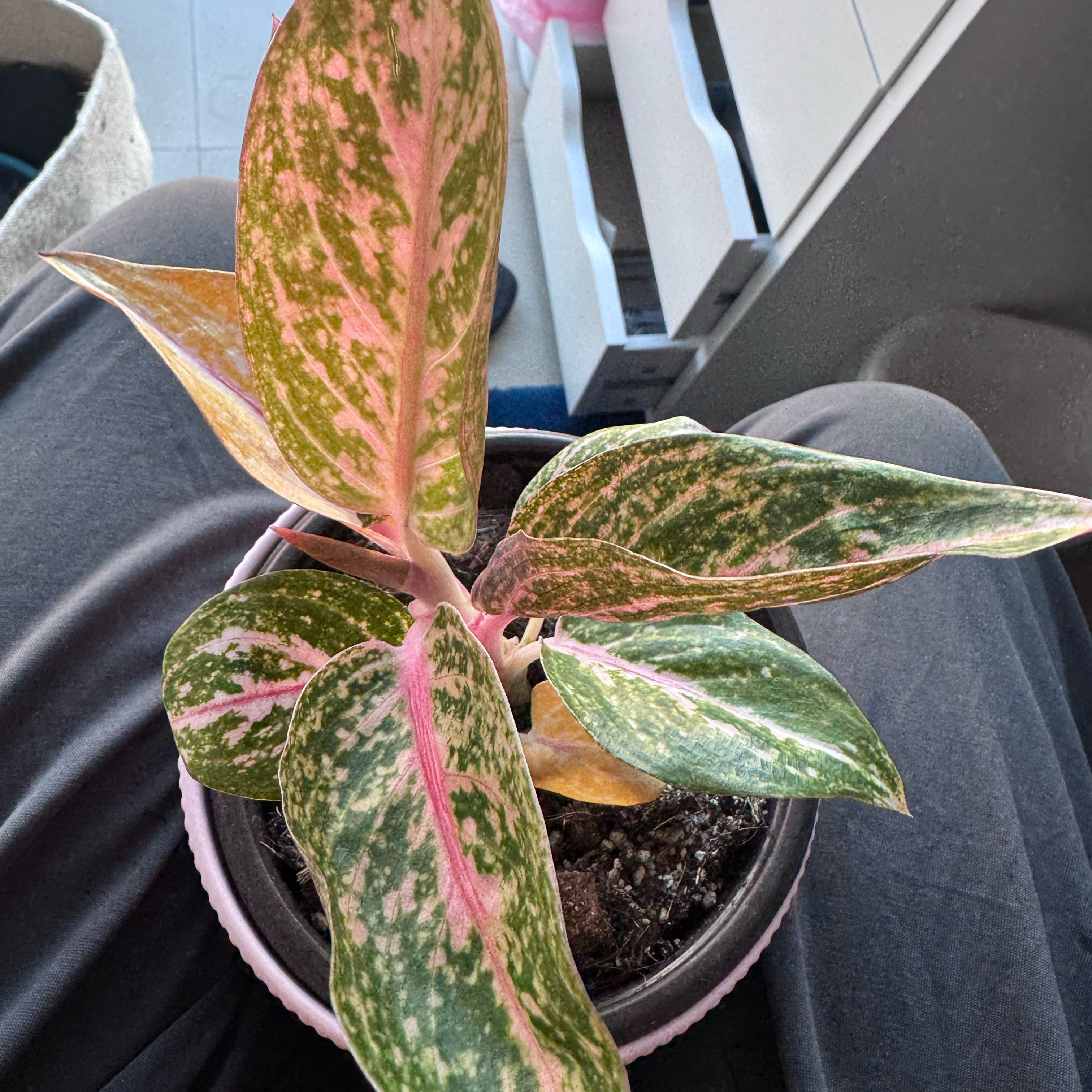 Photo of the plant species Chinese Evergreen Hot Pink Valentine Wishes by @VipKowhai22 named Miley on Greg, the plant care app