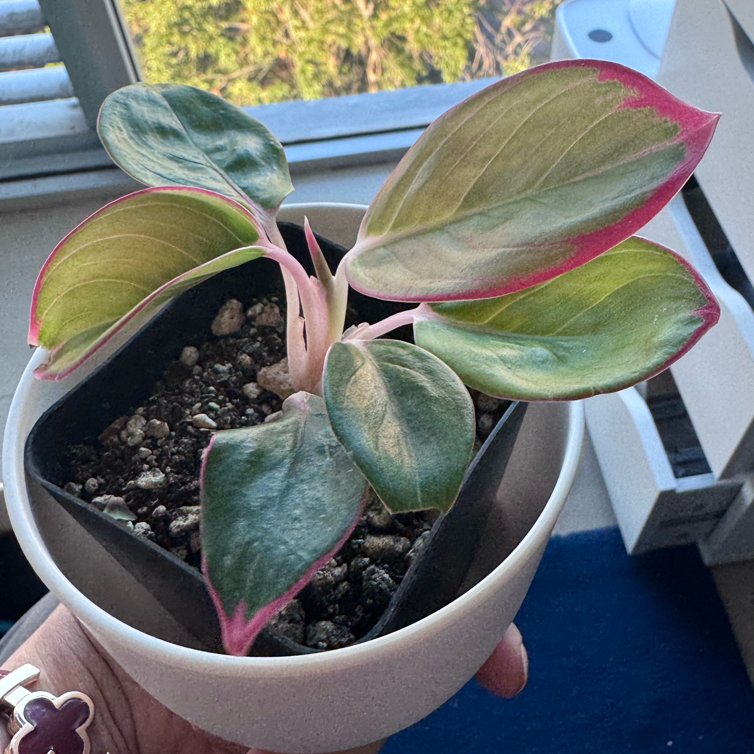 Photo of the plant species Red lipstick by @VipKowhai22 named Elle on Greg, the plant care app