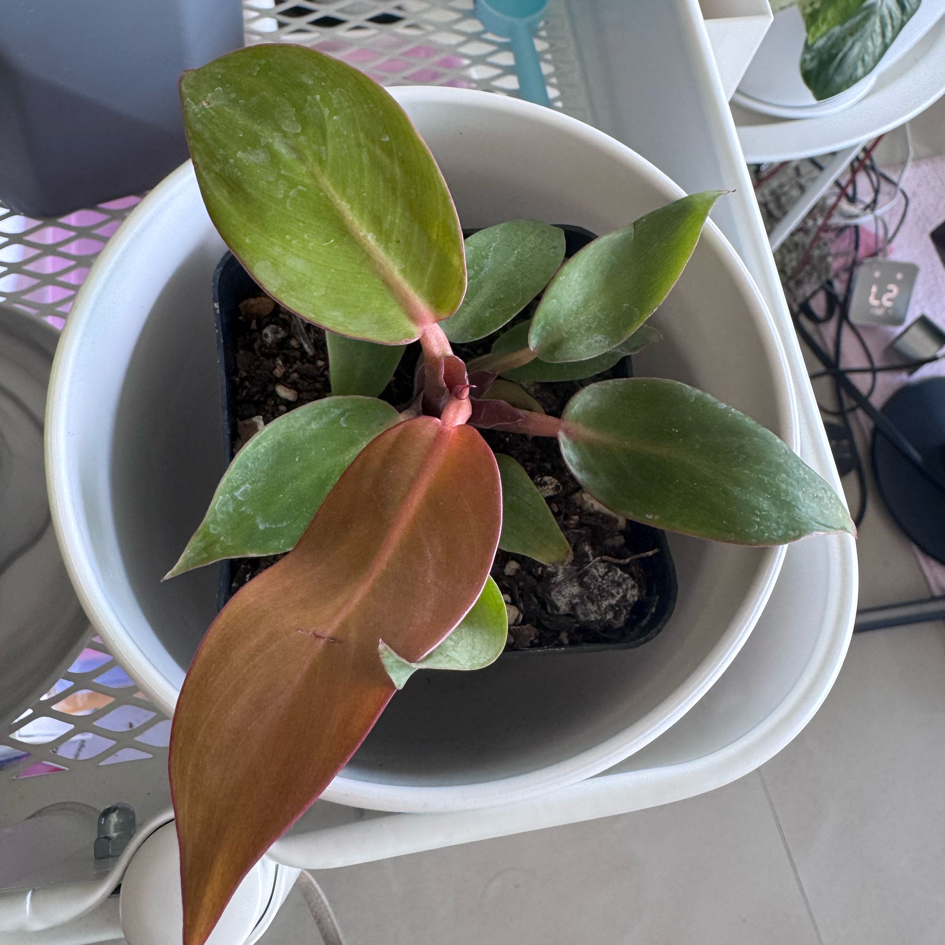 Photo of the plant species Philodendron Red Sun by @VipKowhai22 named Kendall on Greg, the plant care app