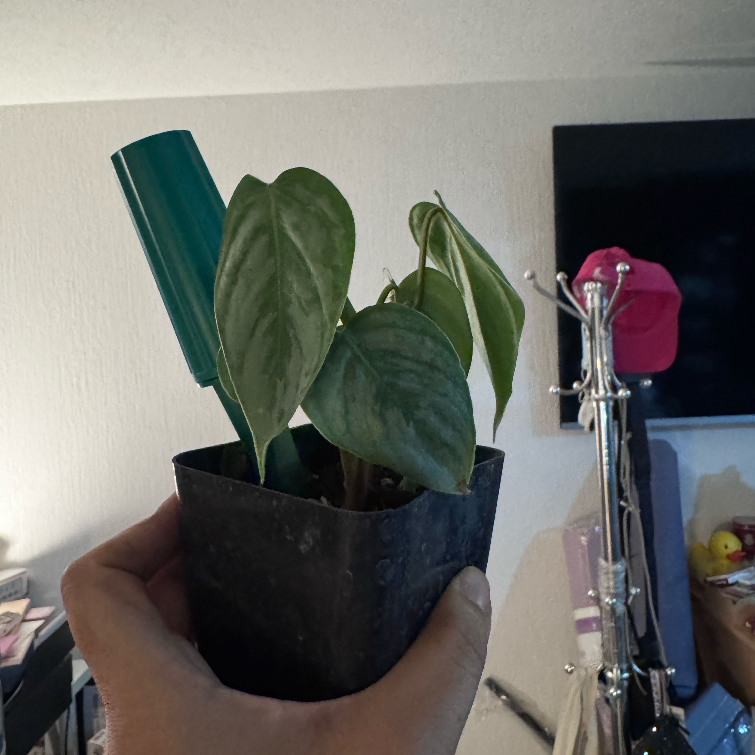 Photo of the plant species Philodendron sodiroi by @VipKowhai22 named Sol on Greg, the plant care app