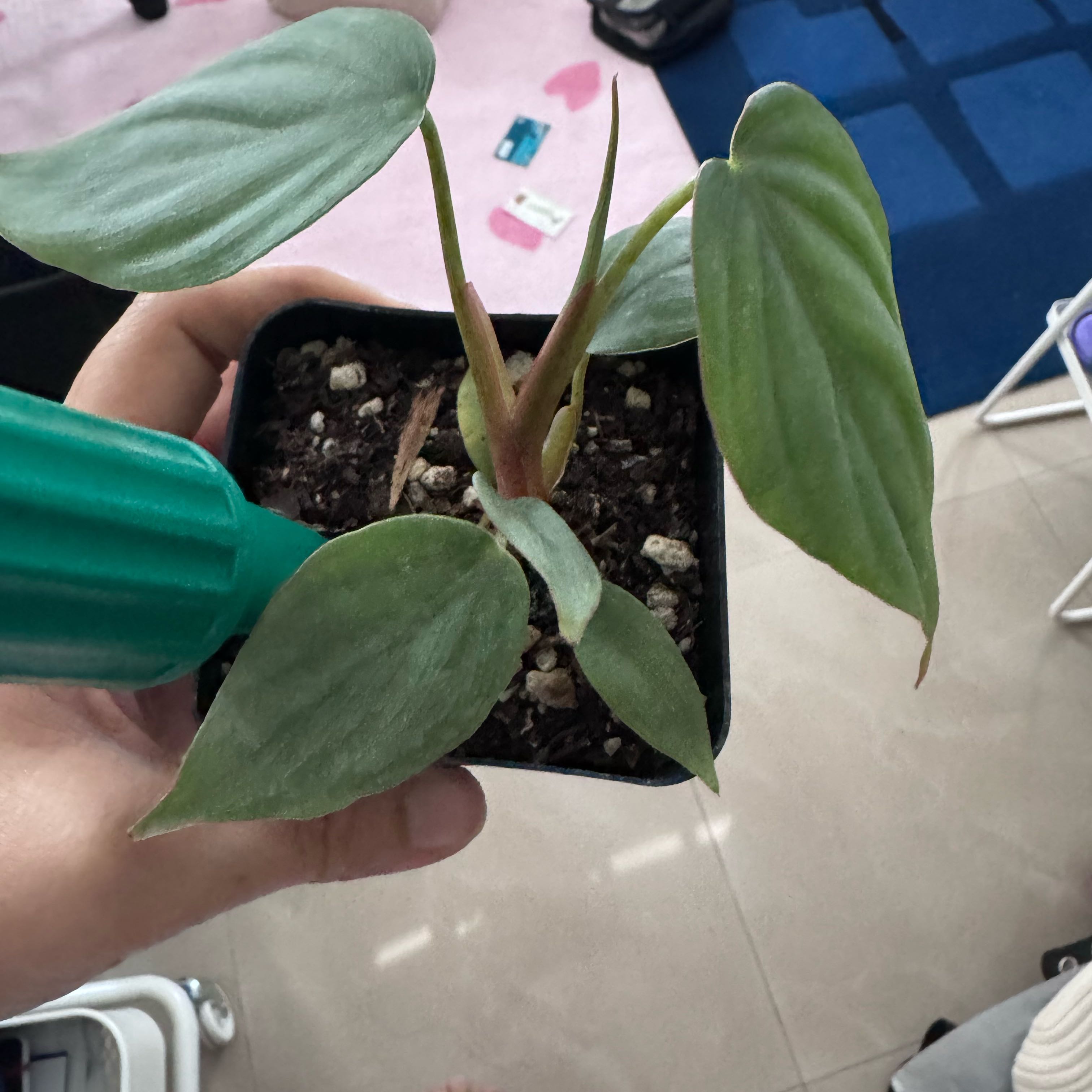 Photo of the plant species Philodendron Pastazanum by @VipKowhai22 named Zion on Greg, the plant care app