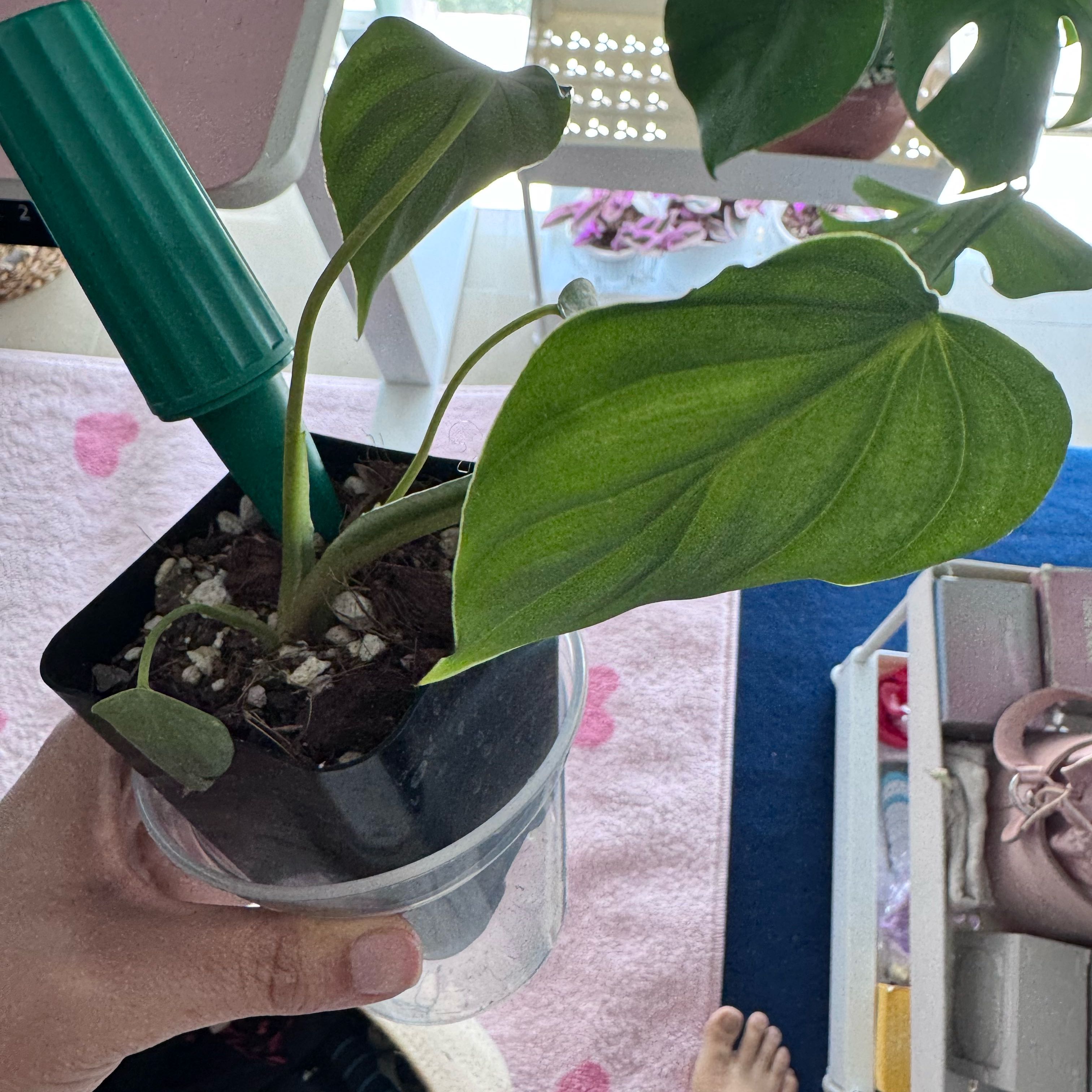 Photo of the plant species Philodendron sp Colombia by @VipKowhai22 named Shakira on Greg, the plant care app