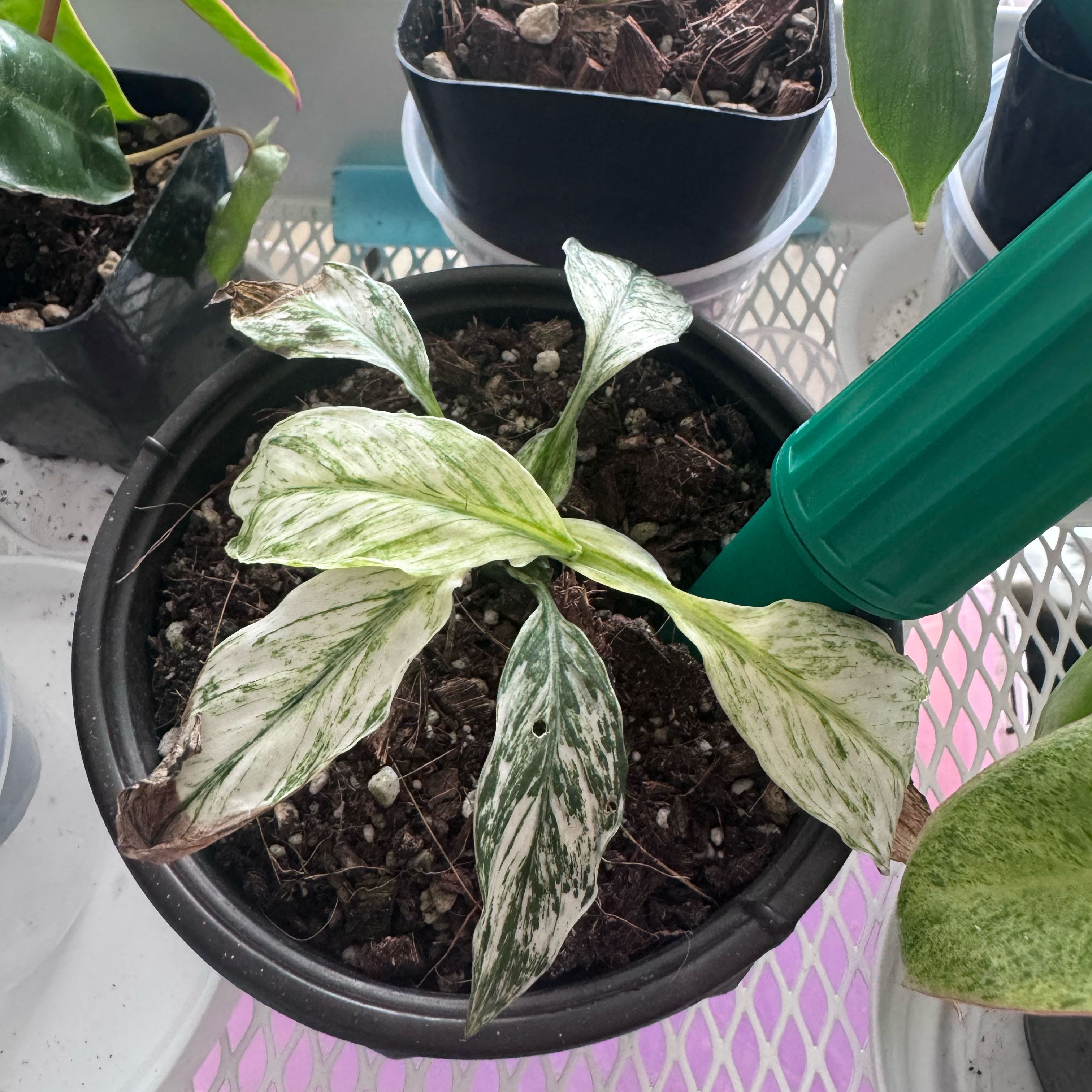 Photo of the plant species Variegated Peace Lily by @VipKowhai22 named Nithin on Greg, the plant care app
