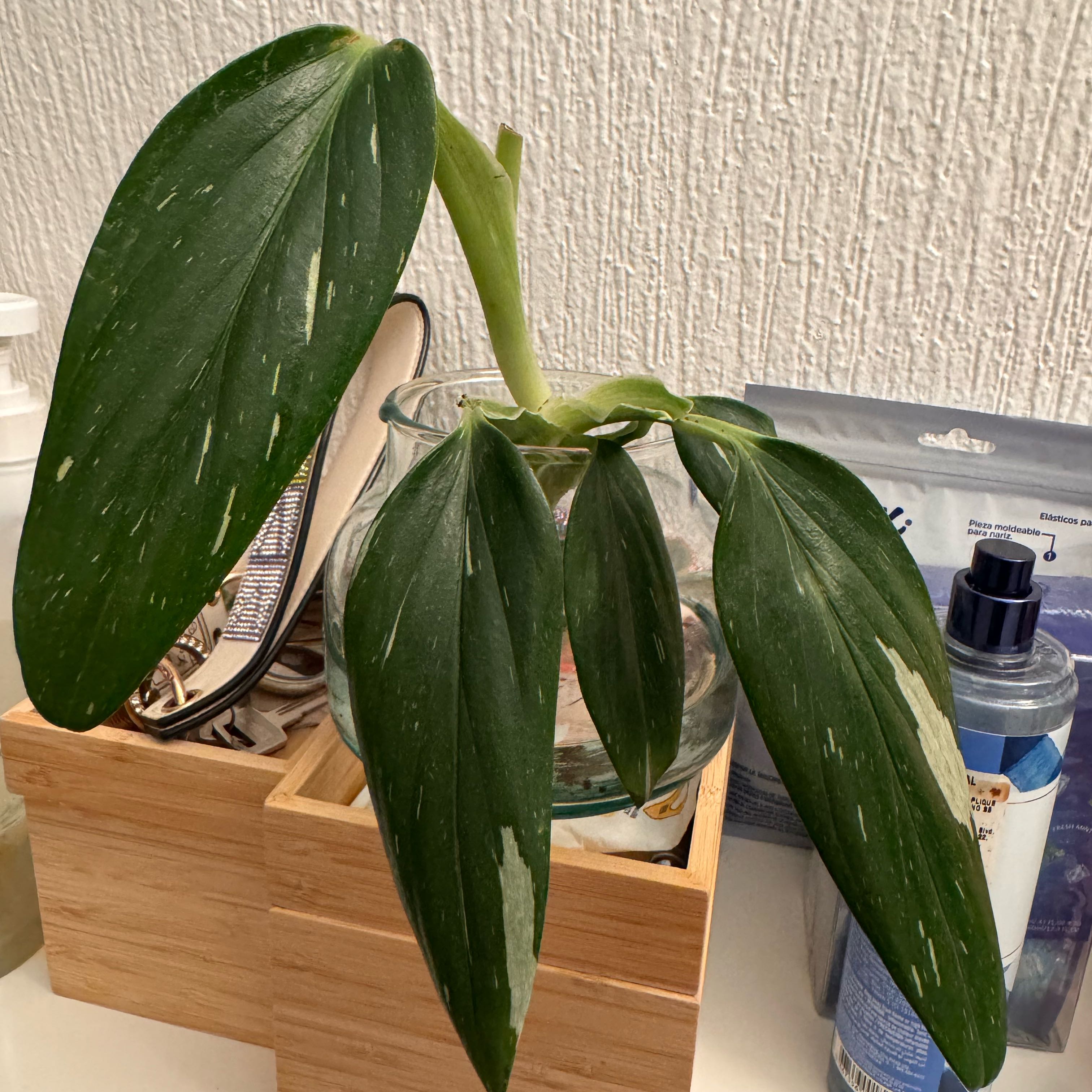 Photo of the plant species monstera standleyana by @VipKowhai22 named Remington on Greg, the plant care app