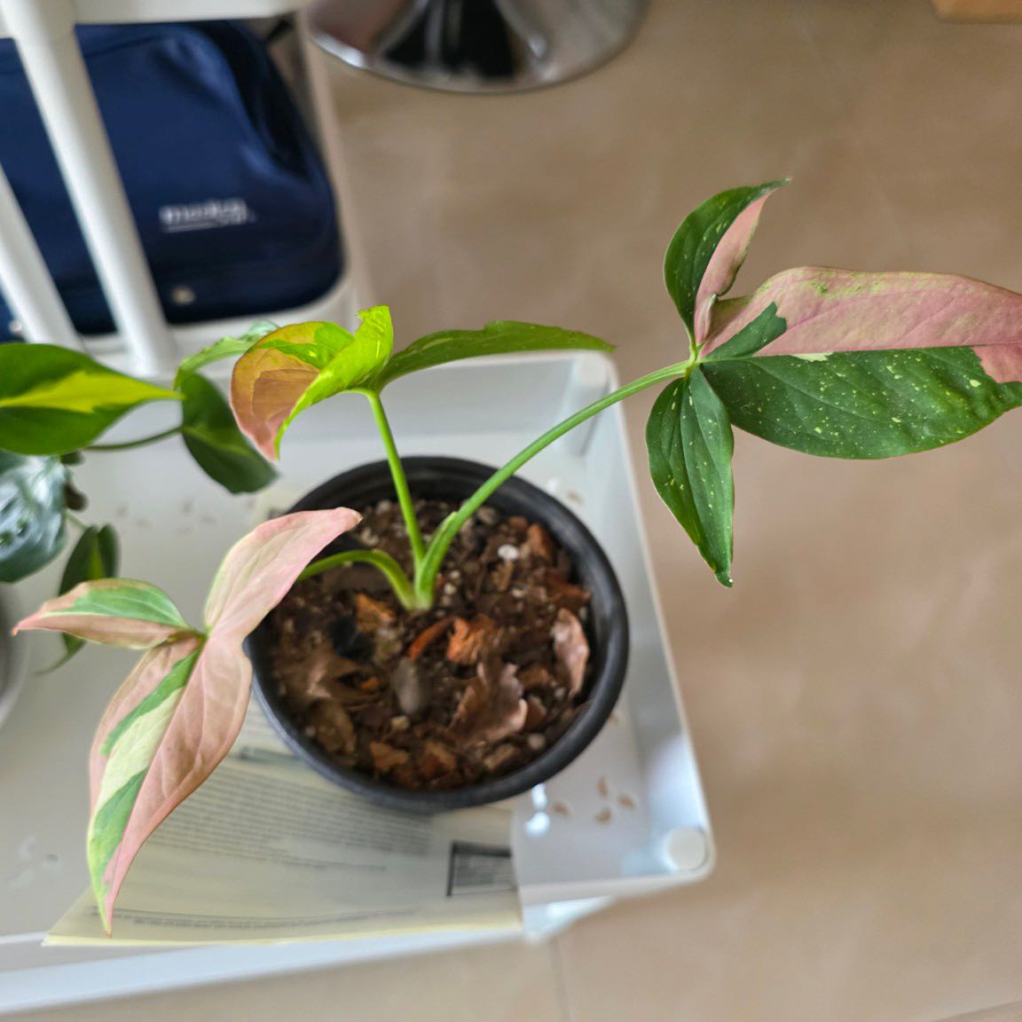 Photo of the plant species Pink Splash Arrowhead Vine by @VipKowhai22 named Marley on Greg, the plant care app