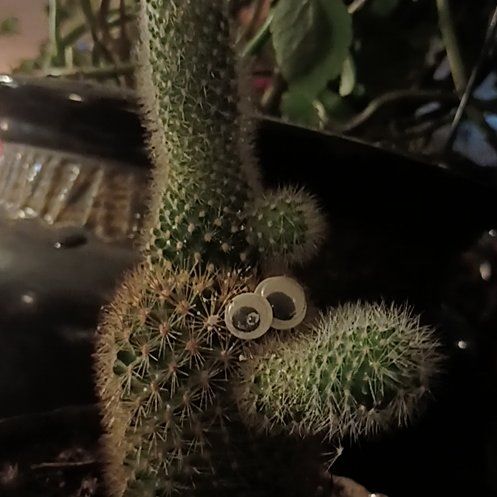 Photo of the plant species Arborescent Prickly Pear by @QuickKaraka44 named Pricky Ricky Martin on Greg, the plant care app