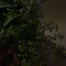 Photo of the plant species Coral Moss by @AlertWateroak2 named Diana on Greg, the plant care app