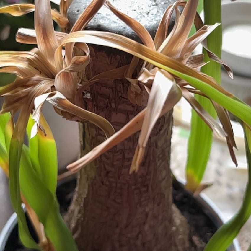 Photo of the plant species Spider Lily by @LadyGarlic50 named Gaga on Greg, the plant care app
