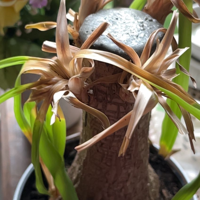 Photo of the plant species Spider Lily by @LadyGarlic50 named Captain Plant-it on Greg, the plant care app