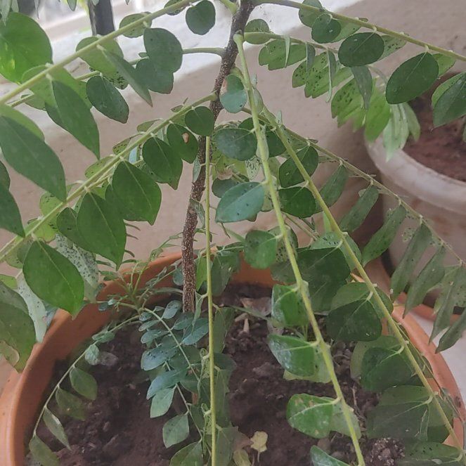 Photo of the plant species Curry Tree by @TalentedKowhai2 named Rosa on Greg, the plant care app