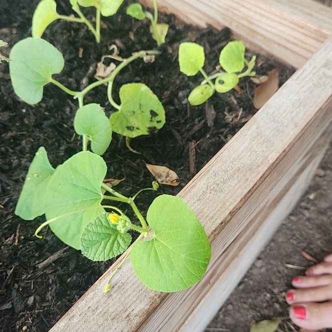 Photo of the plant species Melon by @AmiableBeech32 named Cantaloupe on Greg, the plant care app