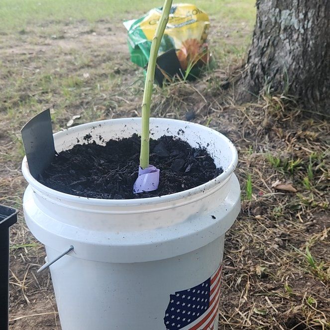 Photo of the plant species Papaya by @AmiableBeech32 named Sanders on Greg, the plant care app